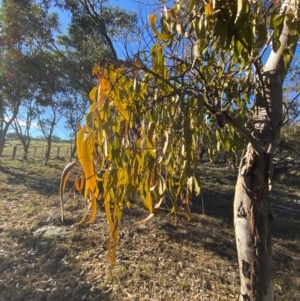 Amyema miquelii at Bango, NSW - 17 Jun 2024 09:39 AM