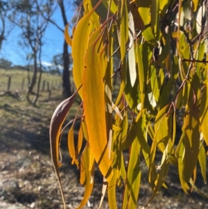 Amyema miquelii at Bango, NSW - 17 Jun 2024 09:39 AM