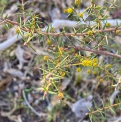 Acacia ulicifolia (Prickly Moses) at Bango Nature Reserve - 16 Jun 2024 by Tapirlord