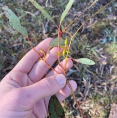 Eucalyptus blakelyi (Blakely's Red Gum) at Bango Nature Reserve - 17 Jun 2024 by Tapirlord