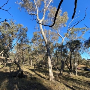 Eucalyptus blakelyi at Bango Nature Reserve - 17 Jun 2024 09:17 AM