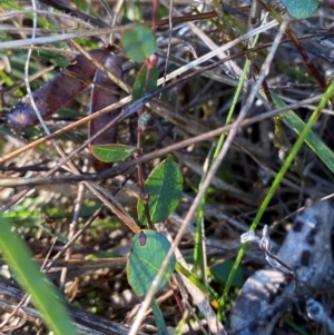 Bossiaea prostrata at Bango Nature Reserve - 17 Jun 2024