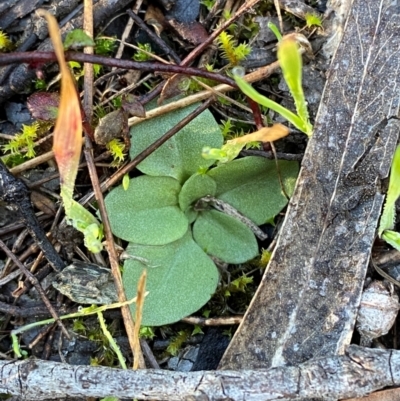 Diplodium truncatum (Little Dumpies, Brittle Greenhood) at Bango Nature Reserve - 17 Jun 2024 by Tapirlord