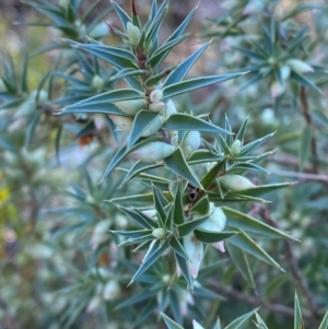 Melichrus urceolatus at Bango Nature Reserve - 17 Jun 2024