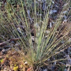 Xanthorrhoea glauca subsp. angustifolia at Bango Nature Reserve - 17 Jun 2024