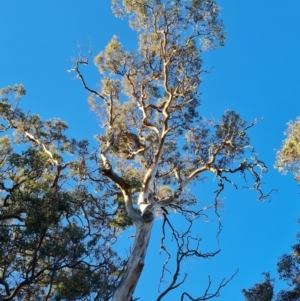Eucalyptus blakelyi at Callum Brae - 20 Jun 2024 04:06 PM