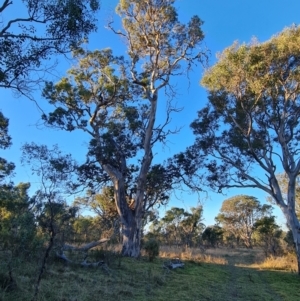 Eucalyptus blakelyi at Callum Brae - 20 Jun 2024 04:06 PM
