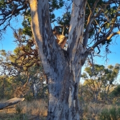Eucalyptus blakelyi at Callum Brae - 20 Jun 2024 04:06 PM
