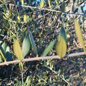 Olea europaea subsp. cuspidata at Callum Brae - 20 Jun 2024 03:35 PM