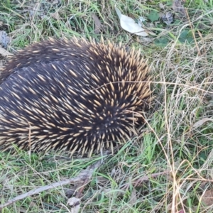 Tachyglossus aculeatus at Callum Brae - 20 Jun 2024 03:19 PM