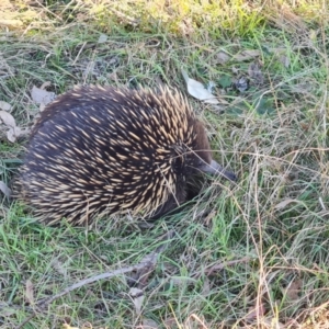 Tachyglossus aculeatus at Callum Brae - 20 Jun 2024 03:19 PM