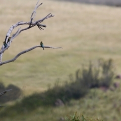 Merops ornatus (Rainbow Bee-eater) at Woodstock Nature Reserve - 7 Feb 2024 by KorinneM