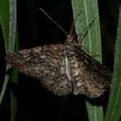 Ectropis fractaria (Ringed Bark Moth) at WendyM's farm at Freshwater Ck. - 22 Jan 2023 by WendyEM