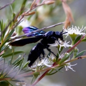 Austroscolia soror at Woodstock Nature Reserve - 7 Feb 2024