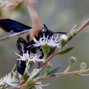 Austroscolia soror at Woodstock Nature Reserve - 7 Feb 2024