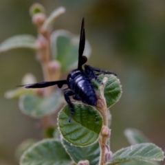 Austroscolia soror at Woodstock Nature Reserve - 7 Feb 2024