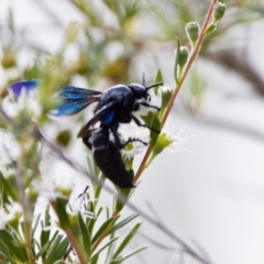 Austroscolia soror at Woodstock Nature Reserve - 7 Feb 2024