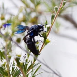 Austroscolia soror at Woodstock Nature Reserve - 7 Feb 2024 04:35 PM