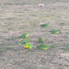 Polytelis swainsonii (Superb Parrot) at Phillip, ACT - 20 Jun 2024 by SonjaK