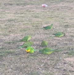 Polytelis swainsonii (Superb Parrot) at Phillip, ACT - 20 Jun 2024 by SonjaK