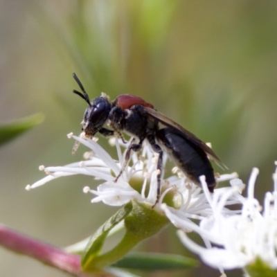 Euryglossa ephippiata (Saddleback Euryglossine Bee) at Woodstock Nature Reserve - 7 Feb 2024 by KorinneM