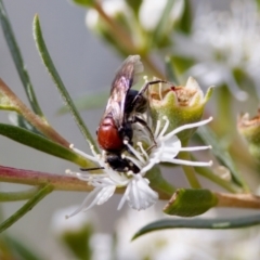 Callomelitta littleri at Woodstock Nature Reserve - 7 Feb 2024