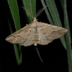 Syneora fractata (Ennominae) at WendyM's farm at Freshwater Ck. - 22 Jan 2023 by WendyEM