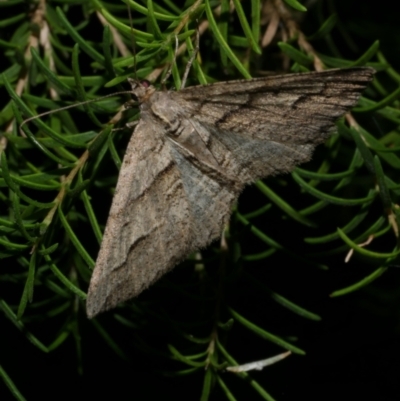 Syneora fractata (Ennominae) at WendyM's farm at Freshwater Ck. - 13 Jan 2023 by WendyEM