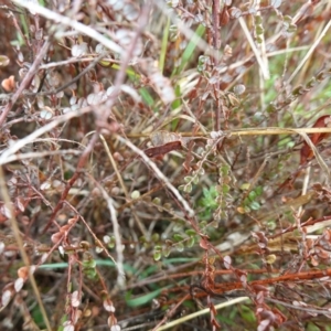 Bossiaea buxifolia at Souths TSR on Mountain Ash Road - 19 Jun 2024