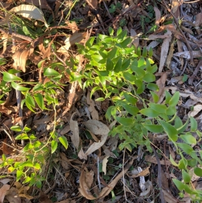 Asparagus asparagoides (Bridal Creeper, Florist's Smilax) at The Fair, Watson - 20 Jun 2024 by waltraud