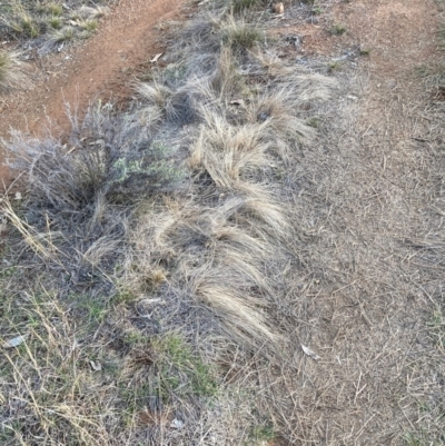 Austrostipa scabra at Mount Majura - 20 Jun 2024 by waltraud