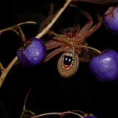 Neosparassus diana at WendyM's farm at Freshwater Ck. - 22 Jan 2023 by WendyEM