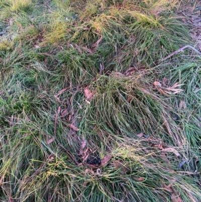 Nassella neesiana (Chilean Needlegrass) at Mount Majura - 19 Jun 2024 by waltraud