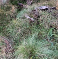 Nassella trichotoma (Serrated Tussock) at Mount Majura - 20 Jun 2024 by waltraud