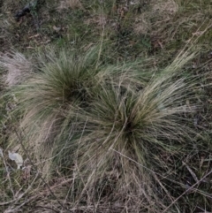 Nassella trichotoma (Serrated Tussock) at The Fair, Watson - 15 Jun 2024 by waltraud