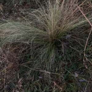 Nassella trichotoma at Mount Majura - 15 Jun 2024