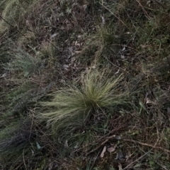 Nassella trichotoma at Mount Majura - 15 Jun 2024