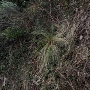 Nassella trichotoma at Mount Majura - 15 Jun 2024