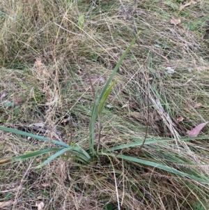 Dianella sp. aff. longifolia (Benambra) at Mount Ainslie - 16 Jun 2024 04:48 PM