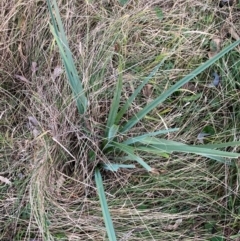 Dianella sp. aff. longifolia (Benambra) at Mount Ainslie - 16 Jun 2024