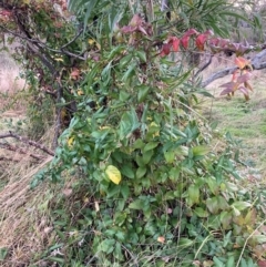 Lonicera japonica (Japanese Honeysuckle) at Mount Ainslie - 16 Jun 2024 by waltraud