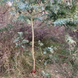 Acacia baileyana at Mount Ainslie - 16 Jun 2024