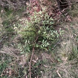 Nandina domestica at Mount Ainslie - 16 Jun 2024