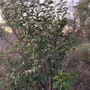 Ligustrum lucidum at Mount Ainslie - 16 Jun 2024