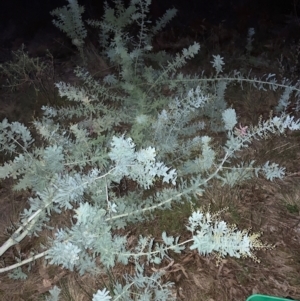 Acacia baileyana at Mount Ainslie - 16 Jun 2024