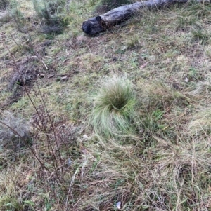 Nassella trichotoma at Mount Majura - 17 Jun 2024