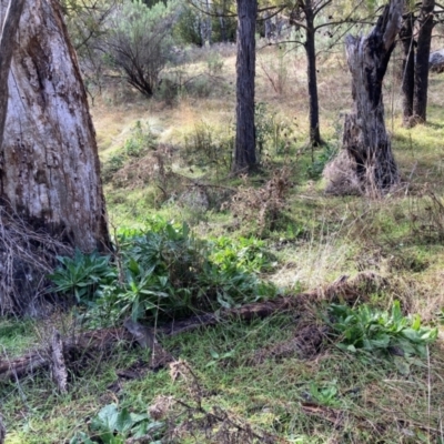 Echium plantagineum (Paterson's Curse) at Mount Majura - 17 Jun 2024 by waltraud