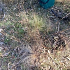 Nassella trichotoma (Serrated Tussock) at The Fair, Watson - 17 Jun 2024 by waltraud