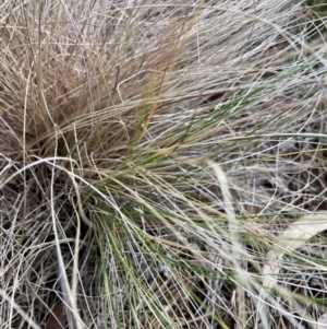 Nassella trichotoma at Mount Majura - 17 Jun 2024