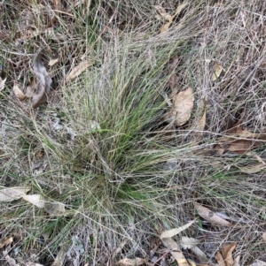 Nassella trichotoma at Mount Majura - 17 Jun 2024